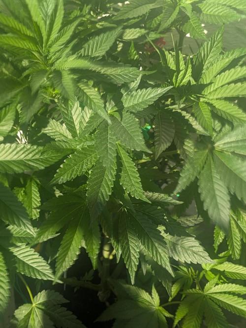Khalifa Kush | outdoor 2026. Week 10