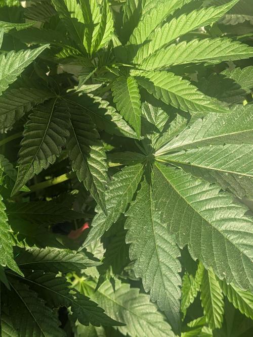 Khalifa Kush | outdoor 2026. Week 10