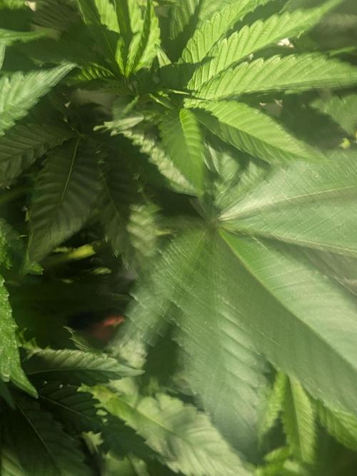 Khalifa Kush | outdoor 2026. Week 10