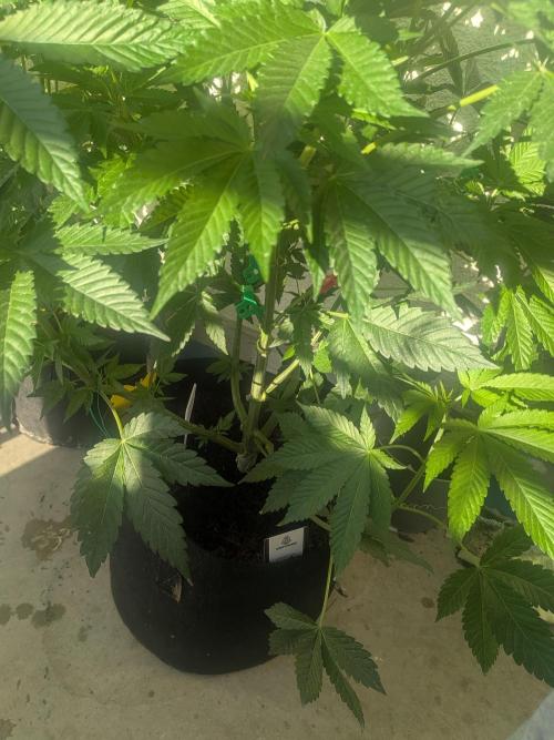 Khalifa Kush | outdoor 2026. Week 10