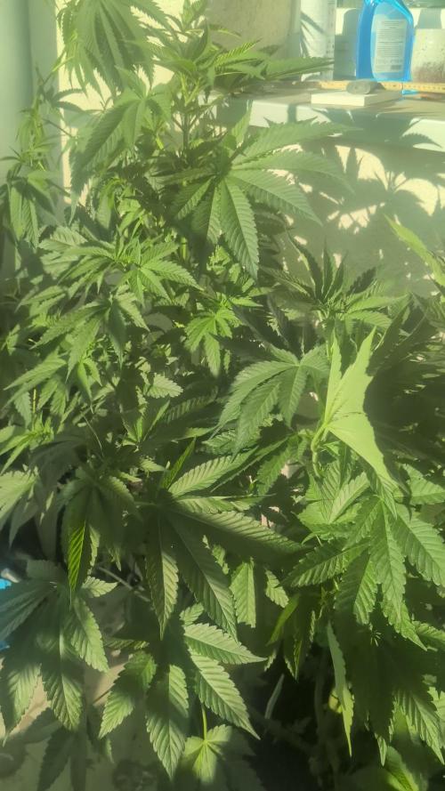 Khalifa Kush | outdoor 2026