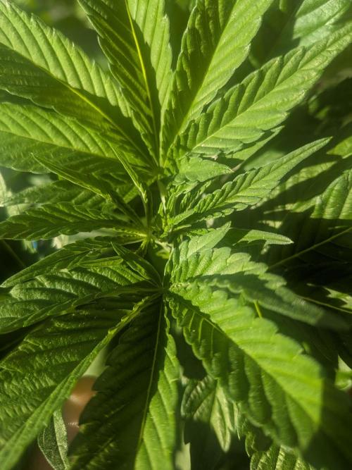 Khalifa Kush | outdoor 2026. Week 10