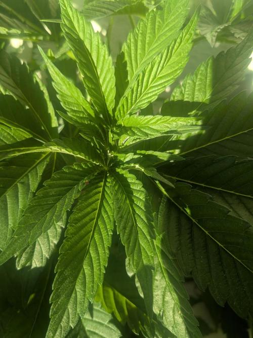 Khalifa Kush | outdoor 2026. Week 10