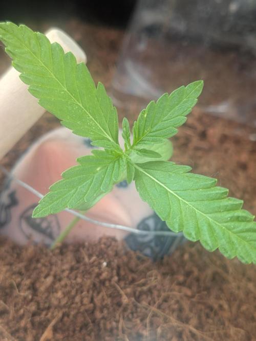 Strawberry Banana 🍌 Sun-Smash. Week 3