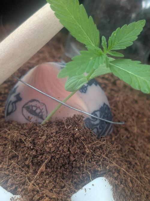 Strawberry Banana 🍌 Sun-Smash. Week 3