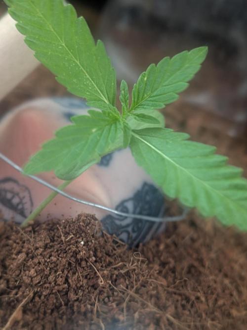 Strawberry Banana 🍌 Sun-Smash. Week 3