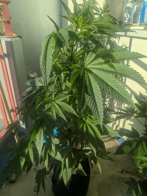 RS11(B) | GanjaFarmer. Week 9