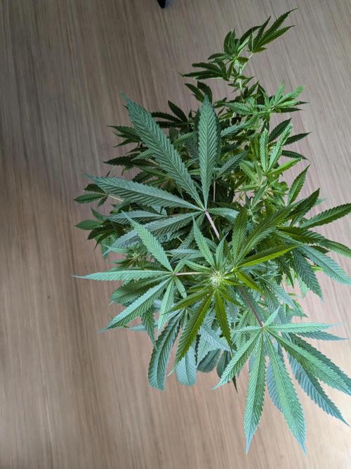 Devil Cookies One | USA Genetics 2026. Week 13