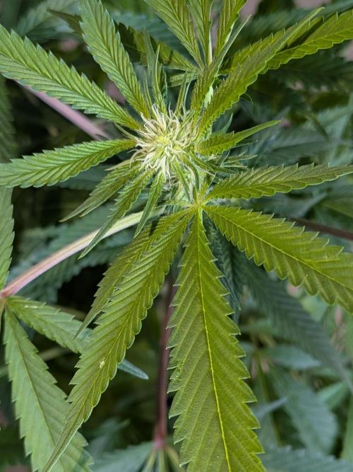 Devil Cookies One | USA Genetics 2026. Week 13