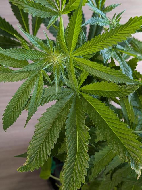 Devil Cookies One | USA Genetics 2026. Week 13