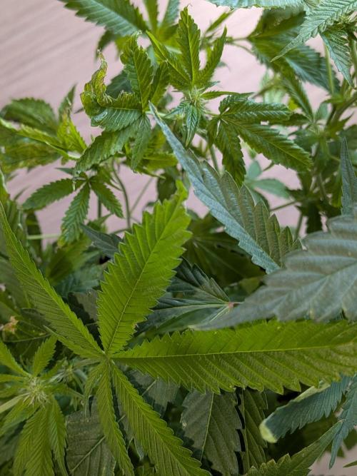 Devil Cookies One | USA Genetics 2026. Week 13
