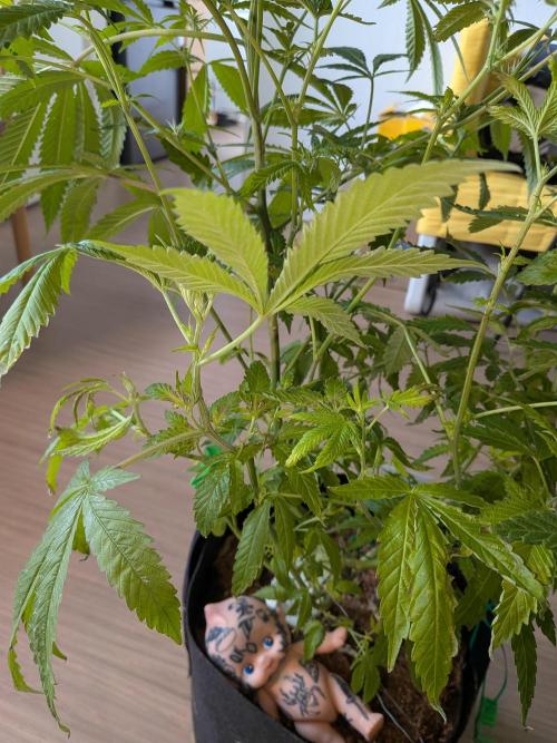 Devil Cookies One | USA Genetics 2026. Week 13
