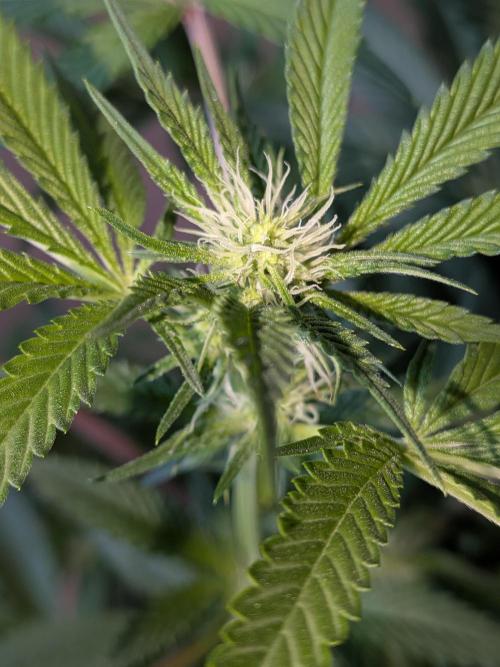 Devil Cookies One | USA Genetics 2026. Week 13