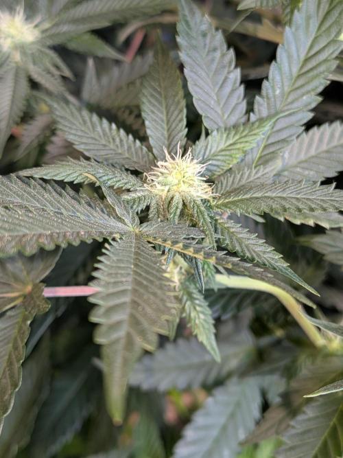 Mellow Jelly | Exclusive Zamnesia. Week 13