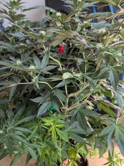 Mellow Jelly | Exclusive Zamnesia. Week 13
