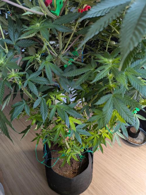 Mellow Jelly | Exclusive Zamnesia. Week 13