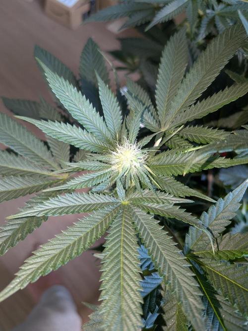 Mellow Jelly | Exclusive Zamnesia. Week 13