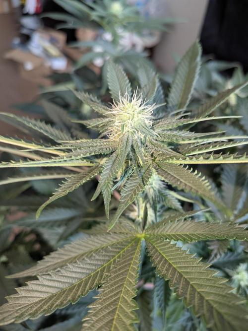 Mellow Jelly | Exclusive Zamnesia. Week 13
