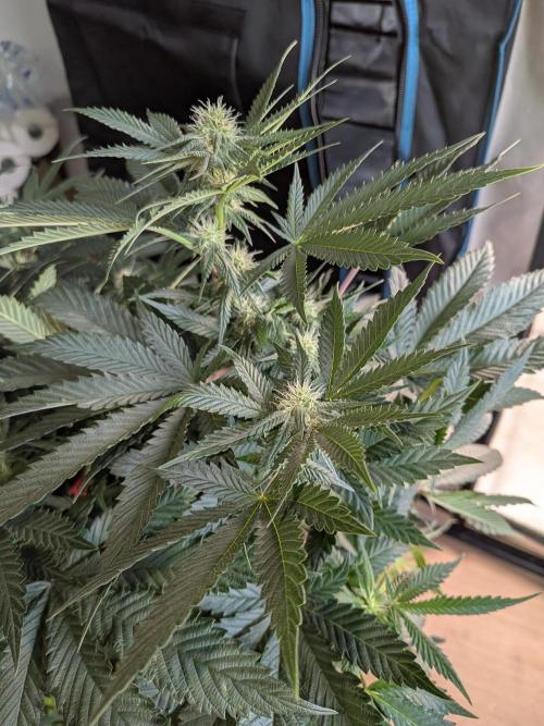 Mellow Jelly | Exclusive Zamnesia. Week 13