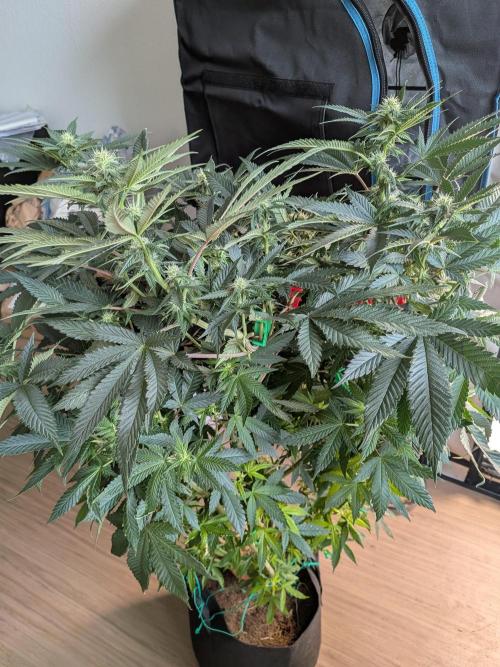 Mellow Jelly | Exclusive Zamnesia. Week 13