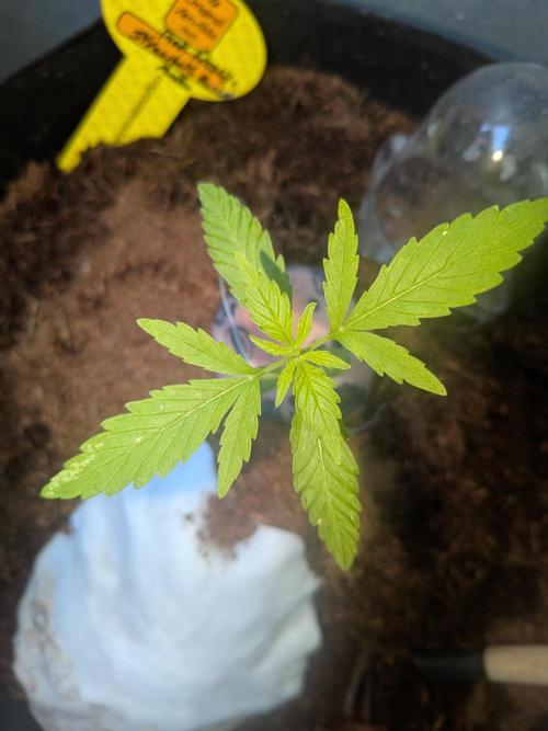 Strawberry Banana 🍌 Sun-Smash. Week 4