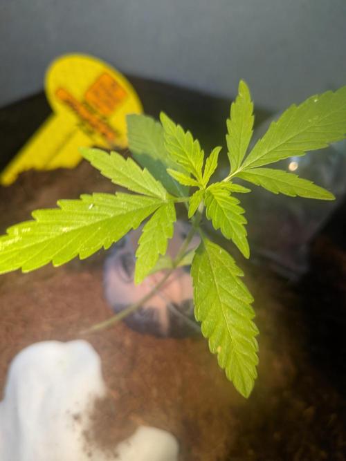 Strawberry Banana 🍌 Sun-Smash. Week 4