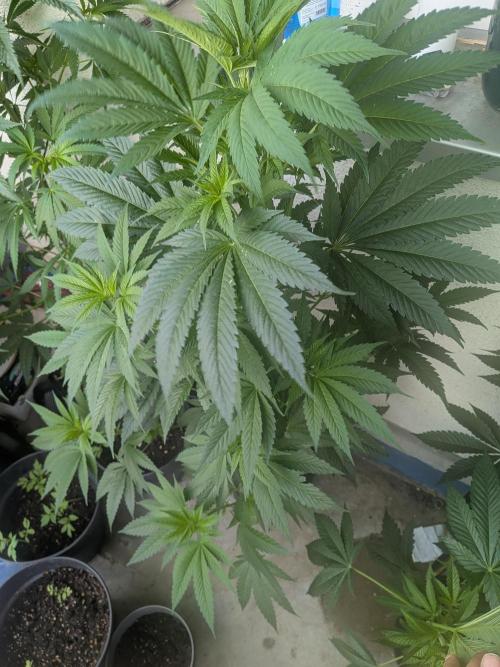RS11(B) | GanjaFarmer. Week 10