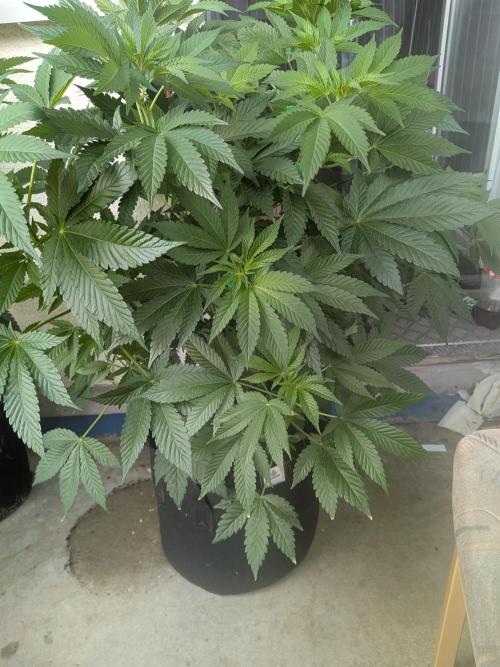 Khalifa Kush | outdoor 2026. Week 11