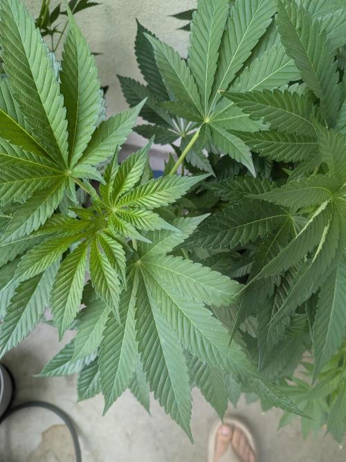 Khalifa Kush | outdoor 2026. Week 11