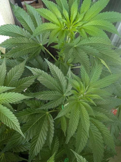 Khalifa Kush | outdoor 2026. Week 11