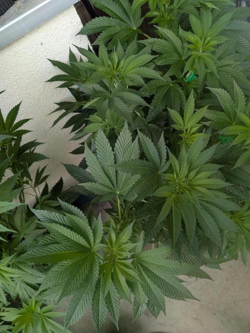 Khalifa Kush | outdoor 2026. Week 11