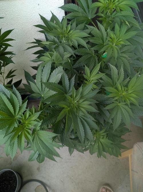 Khalifa Kush | outdoor 2026. Week 11
