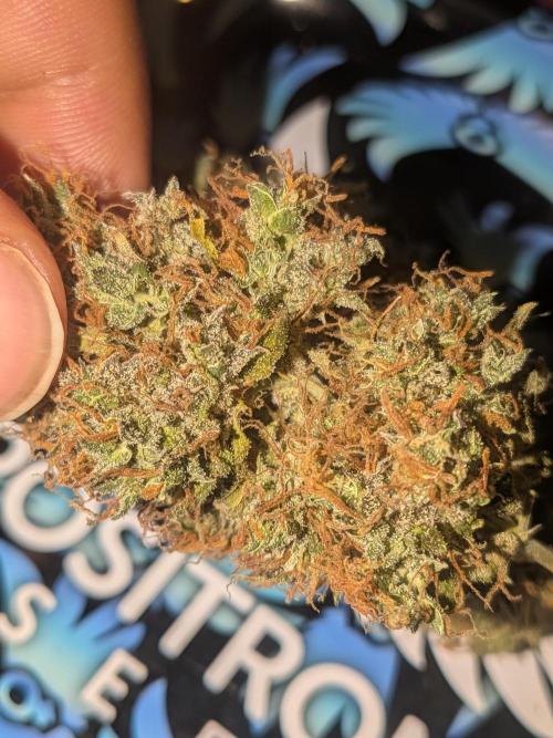 🥦Honey, I Shrunk the Broccoli! Micro. Week 16