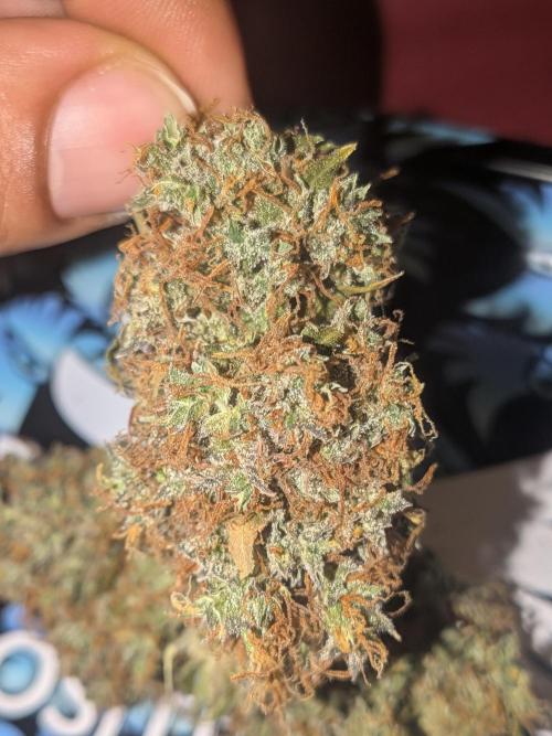 🥦Honey, I Shrunk the Broccoli! Micro. Week 16