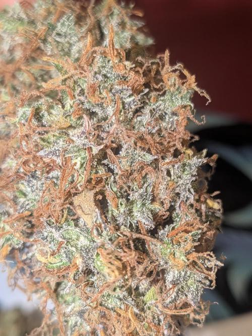 🥦Honey, I Shrunk the Broccoli! Micro. Week 16