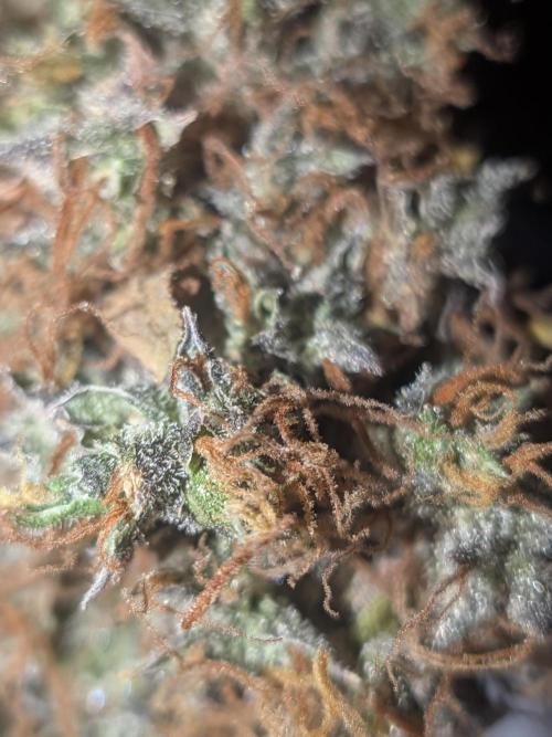 🥦Honey, I Shrunk the Broccoli! Micro. Week 16