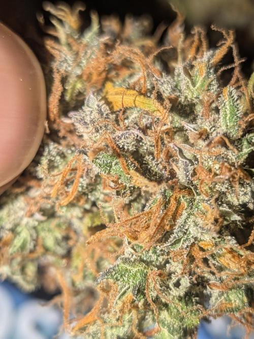 🥦Honey, I Shrunk the Broccoli! Micro. Week 16