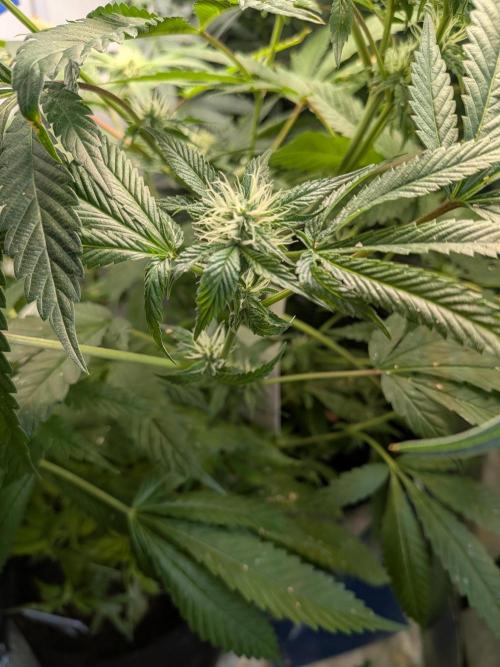 Devil Cookies One | USA Genetics 2026. Week 14