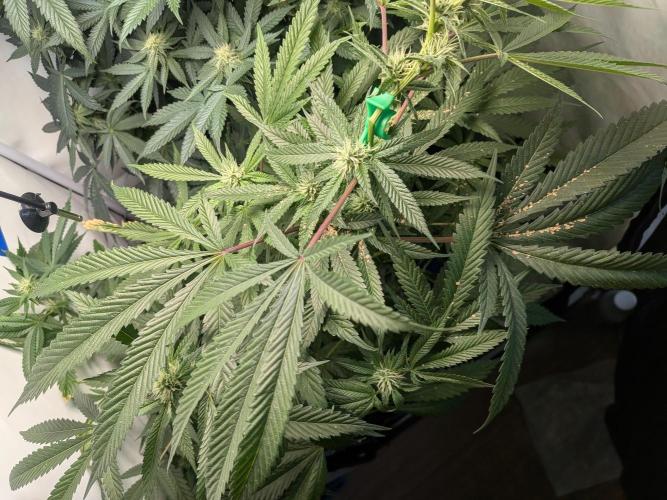 Devil Cookies One | USA Genetics 2026. Week 14