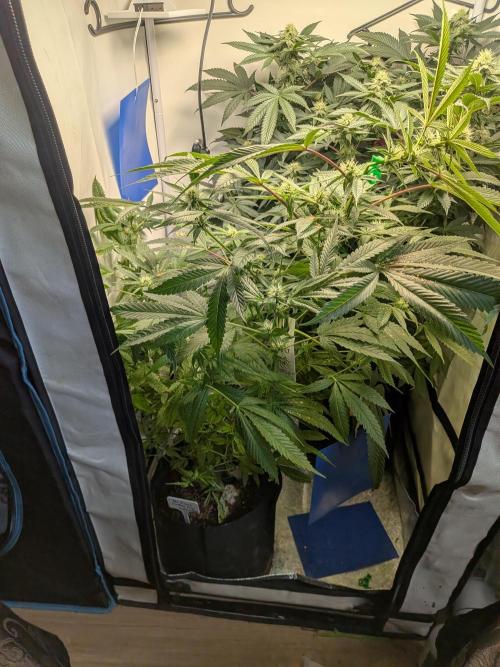 Devil Cookies One | USA Genetics 2026. Week 14