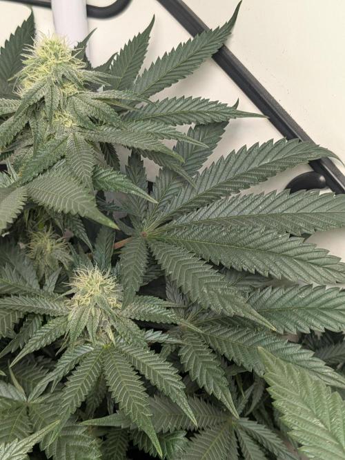 Mellow Jelly | Exclusive Zamnesia. Week 14