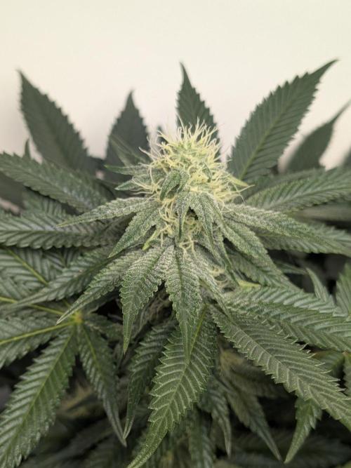 Mellow Jelly | Exclusive Zamnesia. Week 14