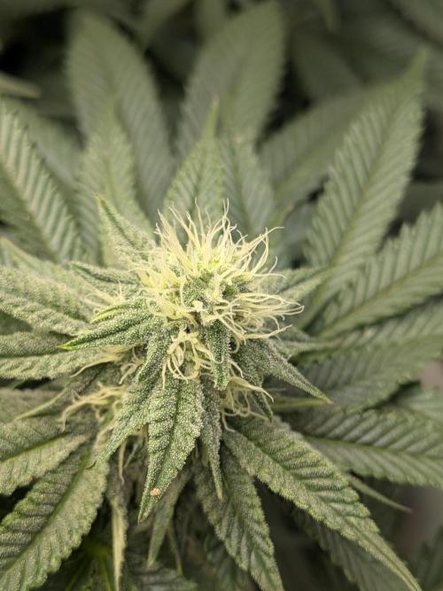 Mellow Jelly | Exclusive Zamnesia. Week 14