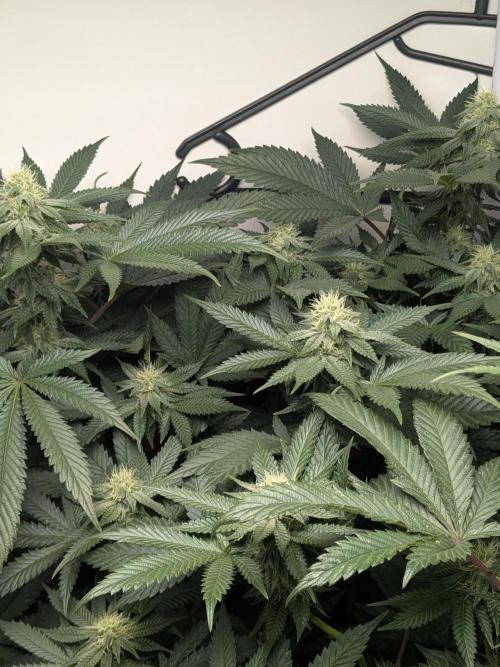 Mellow Jelly | Exclusive Zamnesia. Week 14