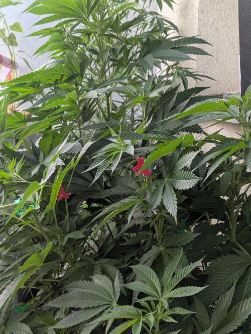 Khalifa Kush | outdoor 2026. Week 12