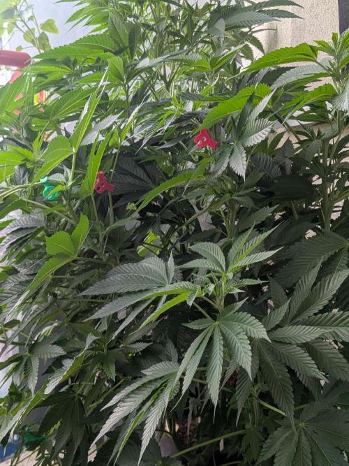 Khalifa Kush | outdoor 2026. Week 12