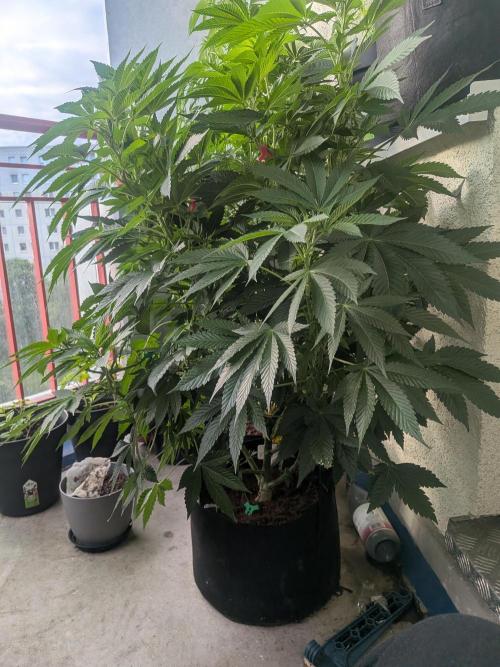 Khalifa Kush | outdoor 2026. Week 13