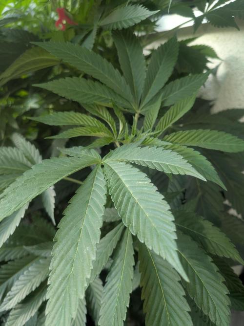 Khalifa Kush | outdoor 2026. Week 13