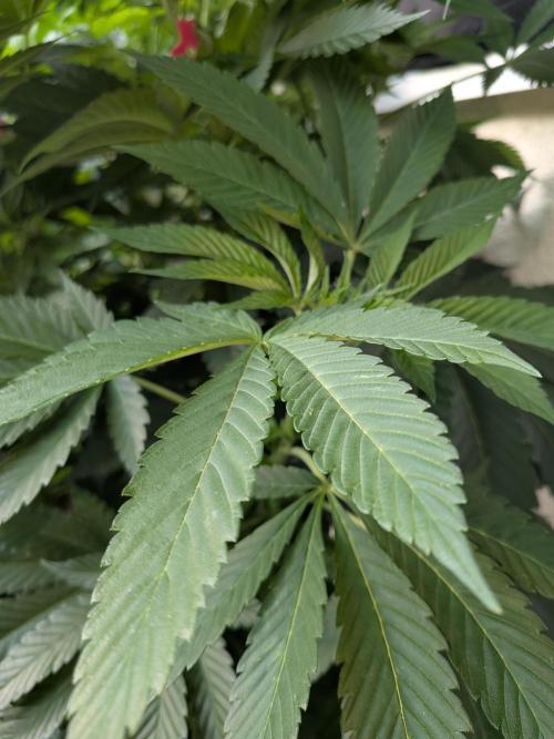 Khalifa Kush | outdoor 2026. Week 13