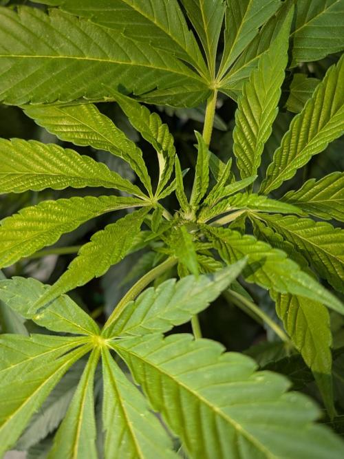 Khalifa Kush | outdoor 2026. Week 13